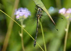 Micromidia convergens