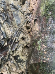 Zaglossus bruijnii