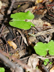 Corybas trilobus aggregate