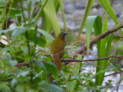 Saltator maximus