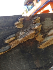 Coriolopsis gallica