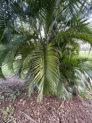Dypsis lutescens
