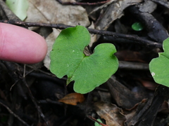 Corybas trilobus aggregate