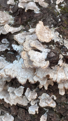 Trichaptum abietinum