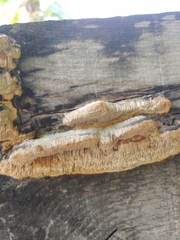 Coriolopsis gallica