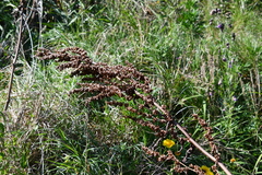 Rumex gmelinii