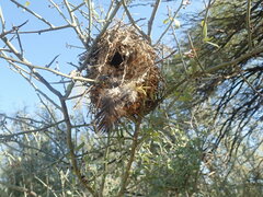 Auriparus flaviceps