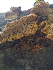 Coriolopsis gallica