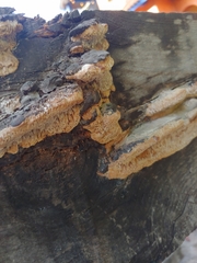 Coriolopsis gallica