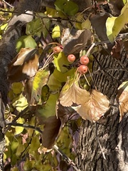Pyrus calleryana