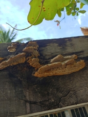 Coriolopsis gallica