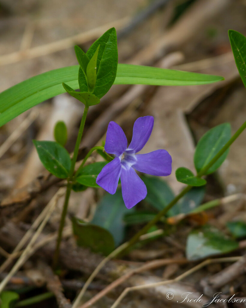 lesser periwinkle from Baltimore County, MD, USA on April 15, 2013 at ...