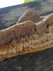Coriolopsis gallica