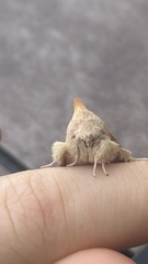 Nadata gibbosa