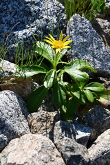 Senecio pseudoarnica