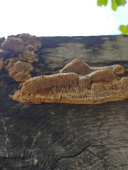 Coriolopsis gallica