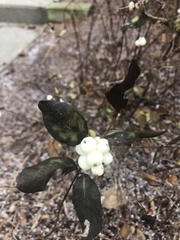 Symphoricarpos albus