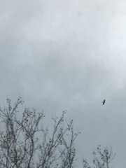 Corvus brachyrhynchos