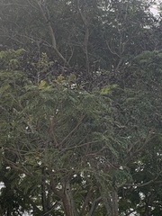 Enterolobium contortisiliquum