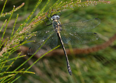 Micromidia convergens