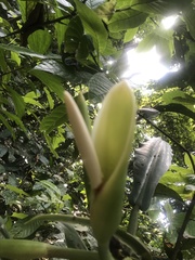 Philodendron
