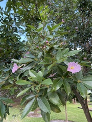 Tabebuia heterophylla