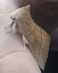 Nadata gibbosa