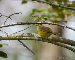 Setophaga palmarum hypochrysea