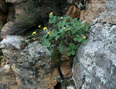 Othonna triplinervia