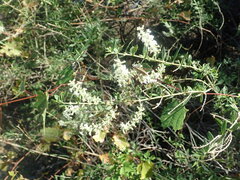 Aloysia