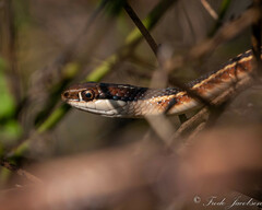 Thamnophis saurita saurita