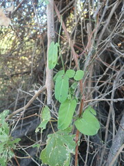 Funastrum