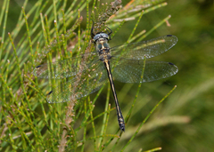 Micromidia convergens