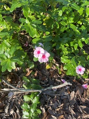 Catharanthus roseus
