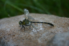 Stylogomphus albistylus
