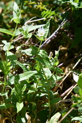 Stellaria radians