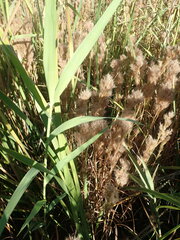 Andropogon glomeratus