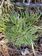 Diphasiastrum complanatum