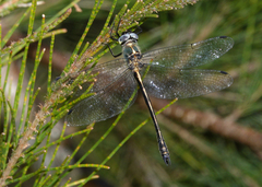 Micromidia convergens