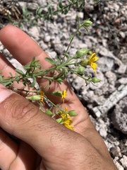 Heterotheca