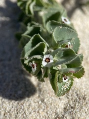 Euphorbia leucophylla