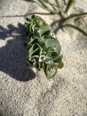 Euphorbia leucophylla