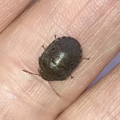 Diolcus chrysorrhoeus