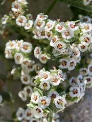 Euphorbia leucophylla