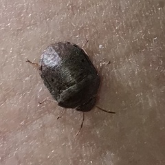 Diolcus chrysorrhoeus