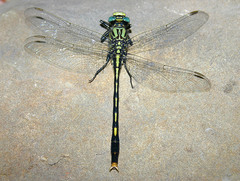 Arigomphus villosipes