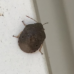 Diolcus chrysorrhoeus