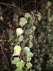 Alnus incana tenuifolia