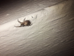Zygiella x-notata