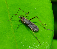 Amphineurus bicinctus
